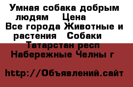 Умная собака добрым людям. › Цена ­ 100 - Все города Животные и растения » Собаки   . Татарстан респ.,Набережные Челны г.